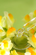 Wohltuende Wirkstoffe aus der Natur (Linaria)