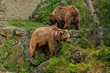 Foto: Bear portrait in Salzburg zoo Bear portrait in Salzburg zoo