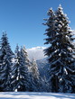 mont-blanc derrière les sapins
