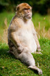 Barbary Macaque