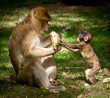 Barbary Macaque