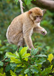 Barbary Macaque
