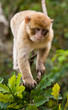 Barbary Macaque