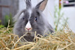 nid de lapin