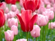 Many fresh bloom pink tulips in spring day