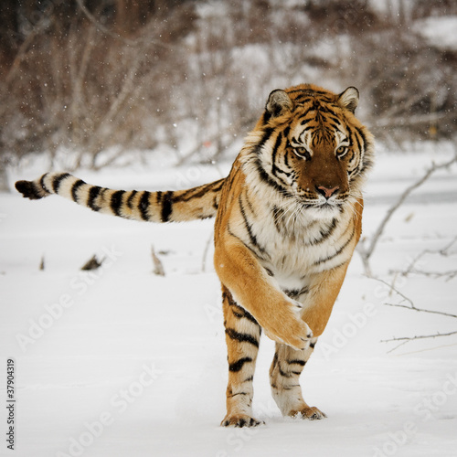 Photo: Tiger Tiger
