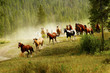 Photo: Running Horses Running Horses