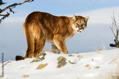 Photo: Mountain Lion Mountain Lion