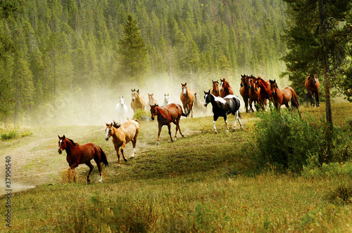 Photo: Running Horses Running Horses