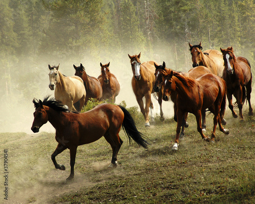 Photo: Running Horses Running Horses