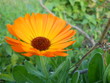 orange flower orange flower