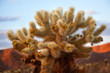 Cholla Cactus Garden Mojave Desert Joshua Tree National Park Cal