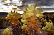 Cholla Cactus Garden Mojave Desert Joshua Tree National Park Cal