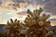 Cholla Cactus Garden Sunset Mojave Desert Joshua Tree National P