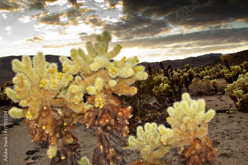 Photo: Cholla Cactus Garden Mojave Desert Joshua Tree National Park Cal Cholla Cactus Garden Mojave Desert Joshua Tree National Park Cal