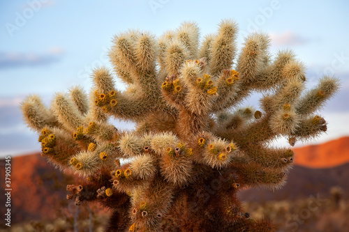 Photo: Cholla Cactus Garden Mojave Desert Joshua Tree National Park Cal Cholla Cactus Garden Mojave Desert Joshua Tree National Park Cal