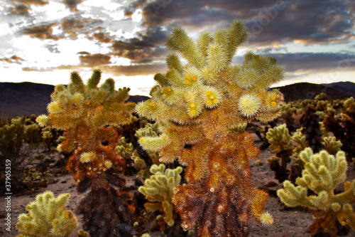 Photo: Cholla Cactus Garden Mojave Desert Joshua Tree National Park Cal Cholla Cactus Garden Mojave Desert Joshua Tree National Park Cal