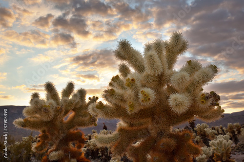 Photo: Cholla Cactus Garden Sunset Mojave Desert Joshua Tree National P Cholla Cactus Garden Sunset Mojave Desert Joshua Tree National P