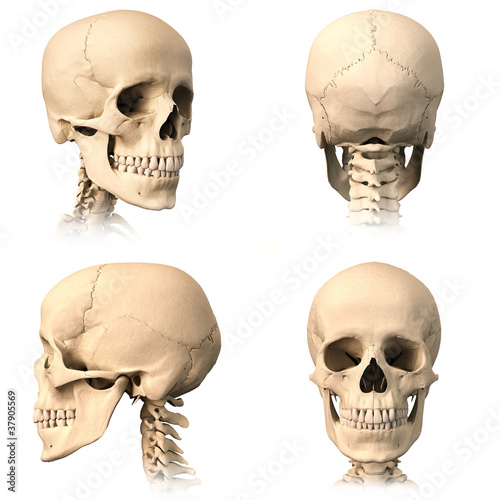 Illustration: Human skull, four views. Human skull, four views.