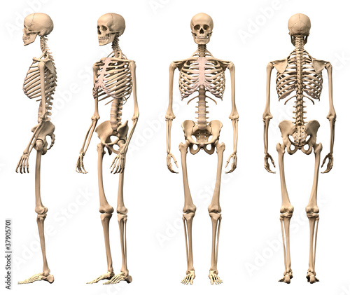 Human Skeleton Reference