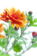 Orange chrysanthemum flowers with leaves, on white