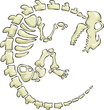 Dinosaur skeleton