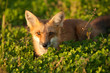 Red fox in Prince Edward Island national park