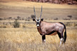 an oryx in the namib naukluft national park namibia africa