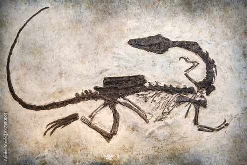 Photo: Fossil Fossil