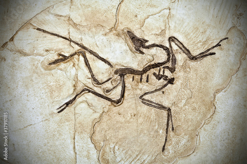 Photo: Fossil Fossil
