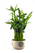 Lucky Bamboo