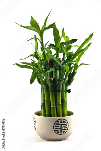 Photo: Lucky Bamboo Lucky Bamboo