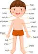 vocabulary part of body