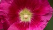 Flowers Macro
