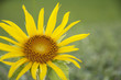 Photo: Sunflower on green background Sunflower on green background