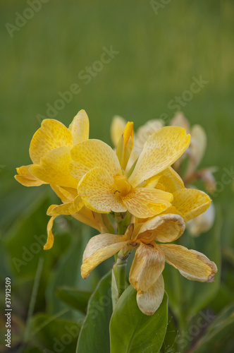 Photo: Yellow canna generalis for background Yellow canna generalis for background
