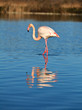 flamant rose