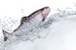 Fische 131