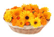 Calendula in a basket
