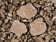 sliced black truffles