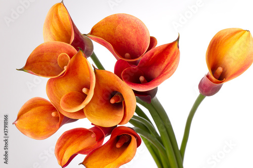 Photo: Orange Calla lilies(Zantedeschia) over white Orange Calla lilies(Zantedeschia) over white