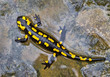Feuersalamander