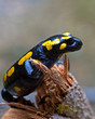 Feuersalamander auf einem Ast