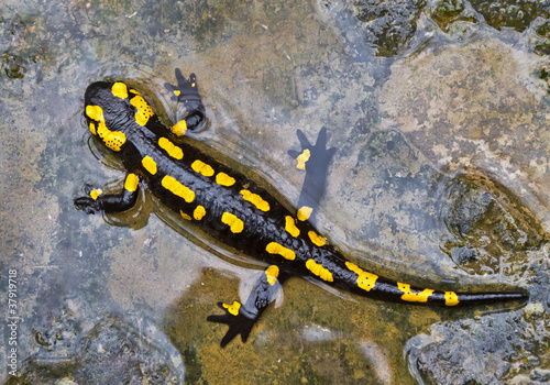 Foto: Feuersalamander Feuersalamander