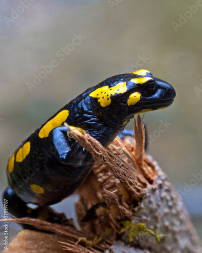 Photo: Feuersalamander auf einem Ast Feuersalamander auf einem Ast