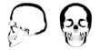 Skull illustration