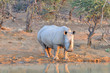 rhinocéros blanc 2