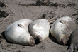 Photo: Sea lions at the Pacific Coast, California, USA.. Sea lions at the Pacific Coast, California, USA..