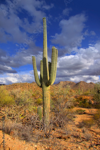 Photo: Tall cactus plant in Sonora desert in Arizona Tall cactus plant in Sonora desert in Arizona