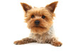Foto: Yorkshire Terrier Yorkshire Terrier